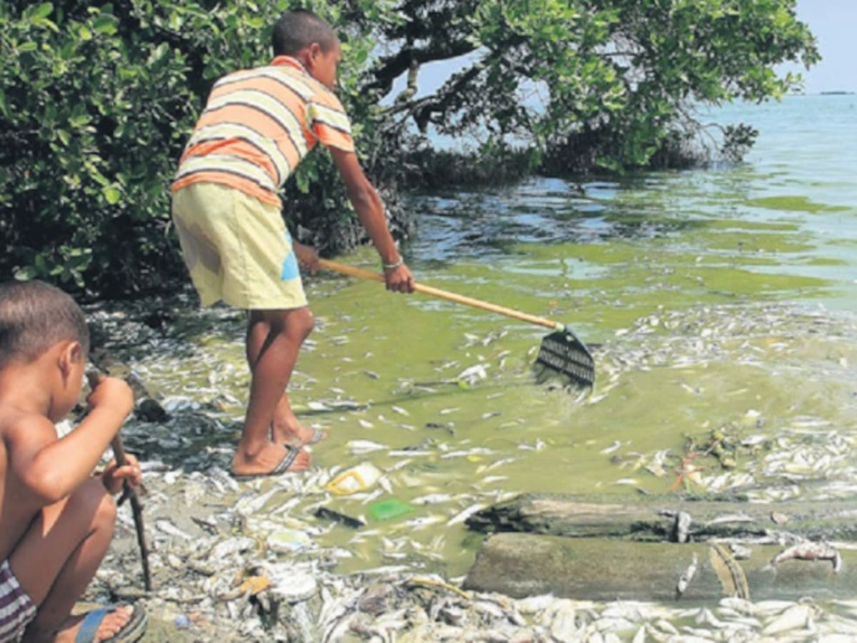 Minambiente visitará comunidades afectadas por mortandad de peces en la ciénaga grande
