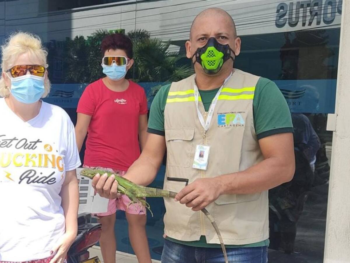 En Cartagena aumentan las entregas de animales en cautiverio