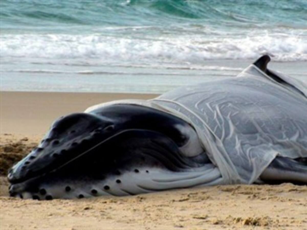 El fenomeno de ballenas atracadas en costas del mundo