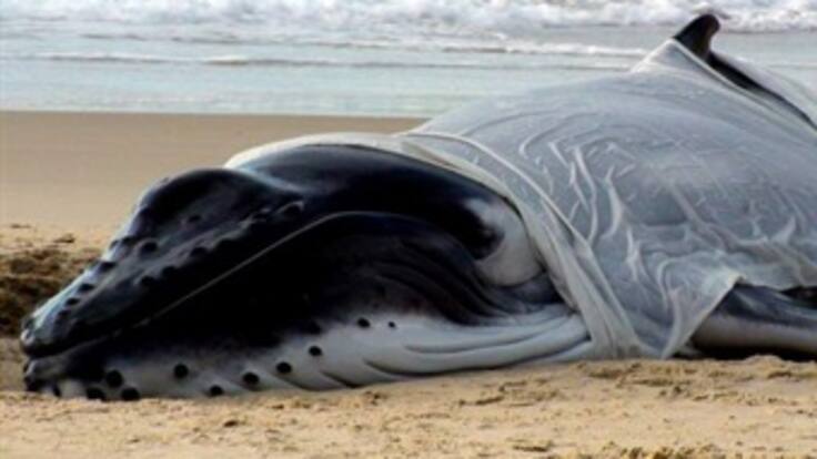 El fenomeno de ballenas atracadas en costas del mundo