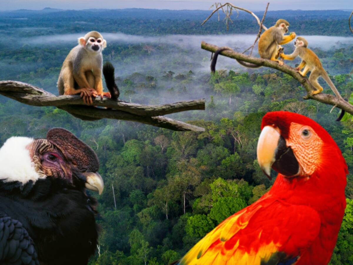 Cuántas especies animales hay en Colombia: Segundo lugar a nivel mundial en riqueza de especies