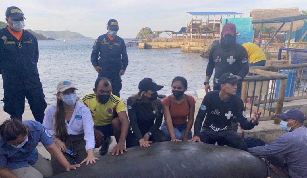 Julieta una manatí de la especie Trichechus manatus