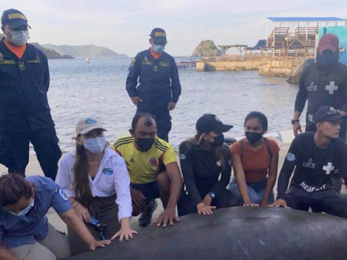 Julieta, manatí rescatada, regresó a las aguas del Caribe Colombiano