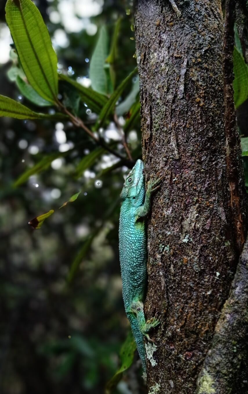Liberación de Fauna por el día de la Tierra.