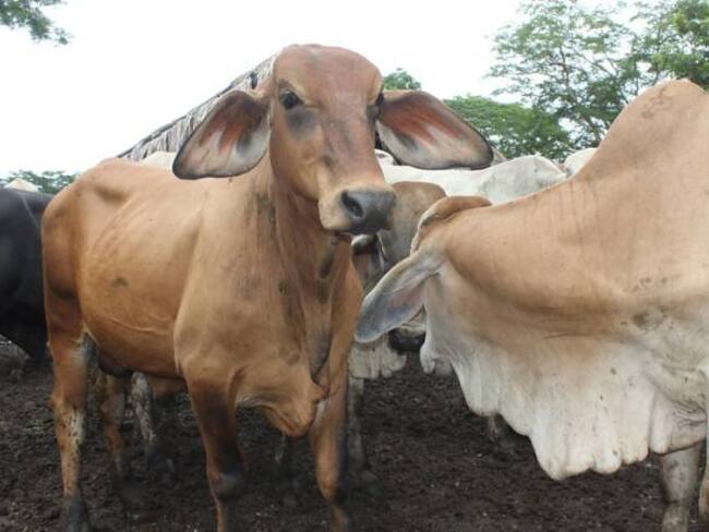 El virus de la aftosa ya fue plenamente controlado: Luis Humberto Martínez