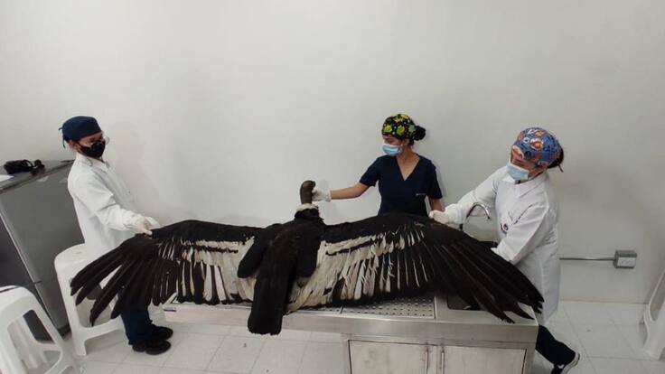 Inició búsqueda para identificar causas de muerte de cóndores