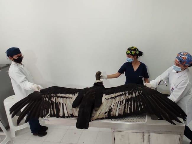 Inició búsqueda para identificar causas de muerte de cóndores