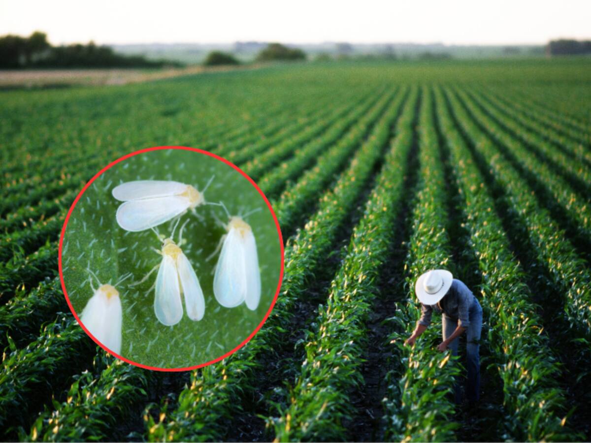 Cuál es la plaga más común en los cultivos de tomate, habichuela y pepino: Así se combate