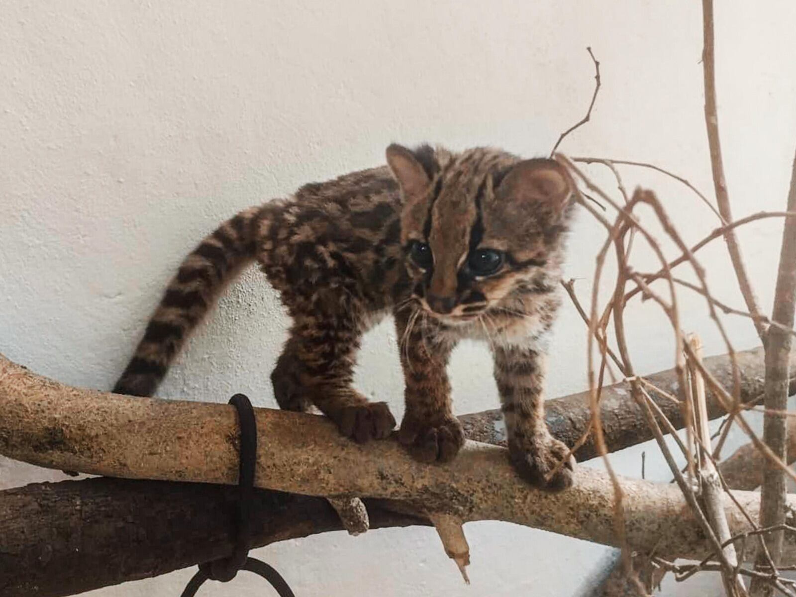 Tigrilla lanuda antes de la recuperación en el CAVR. Foto: Área Metropolitana del Valle de Aburrá.