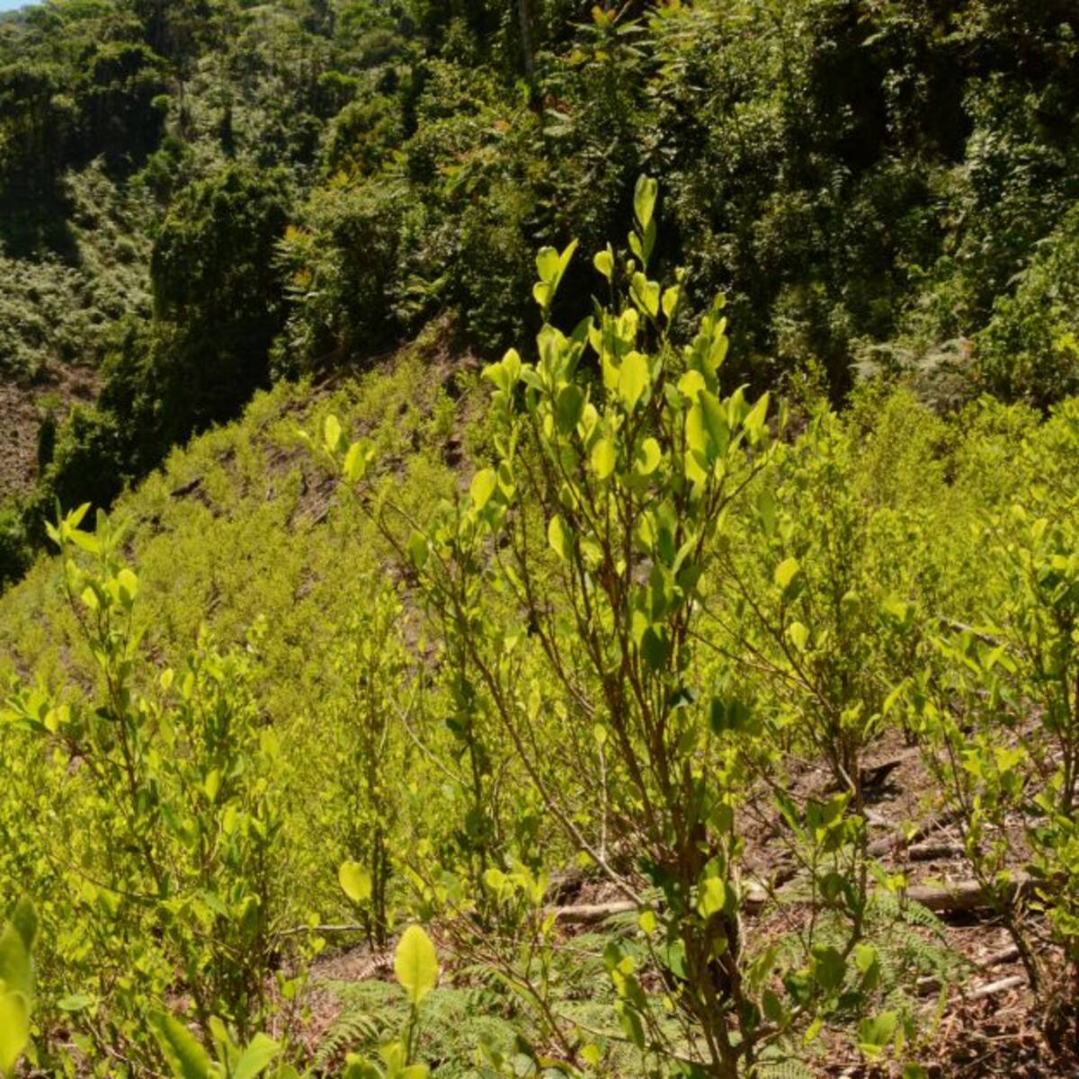 En Urabá los cultivos de coca pasaron de 600 hectáreas a 2.400