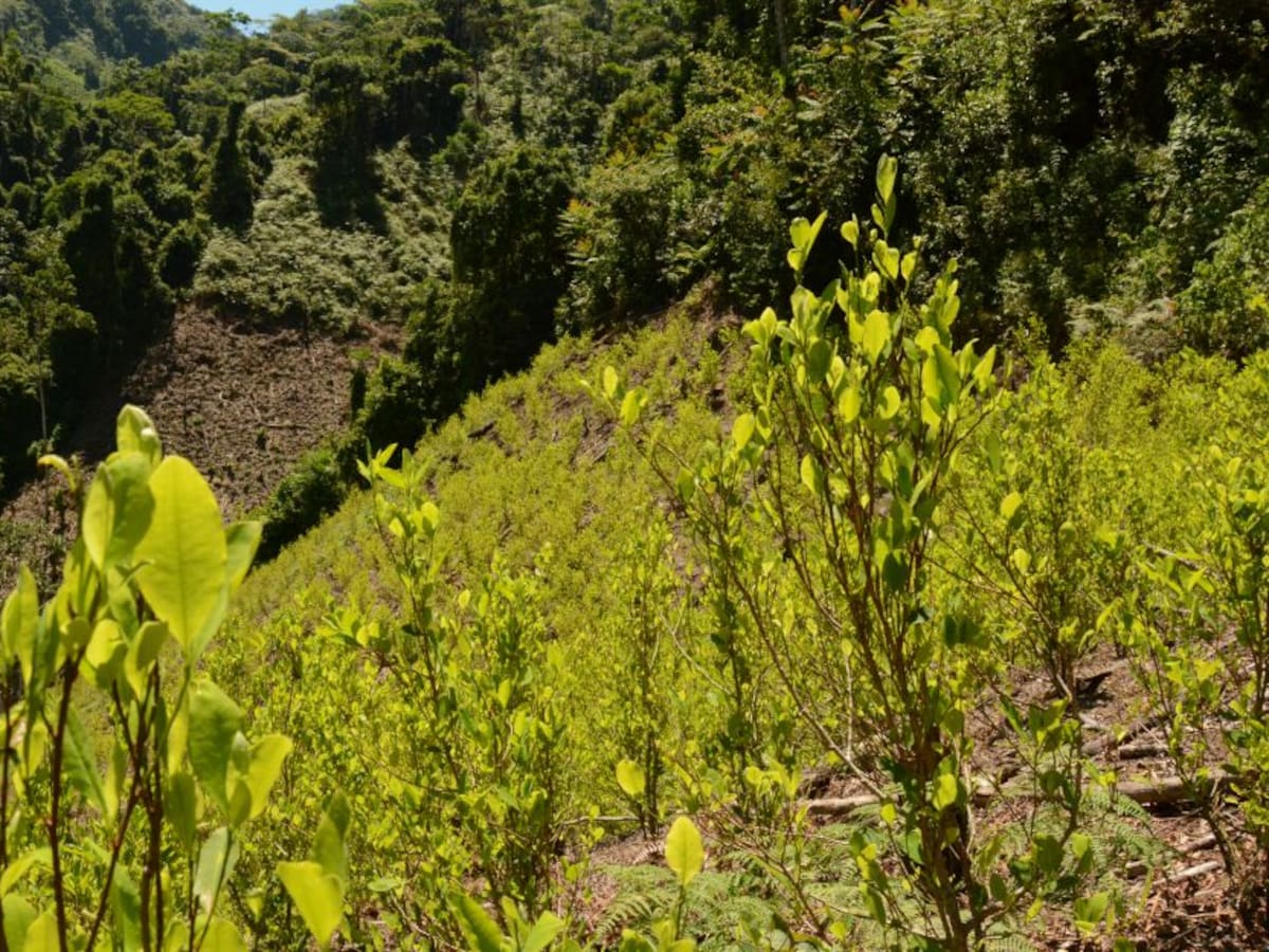 En Urabá los cultivos de coca pasaron de 600 hectáreas a 2.400