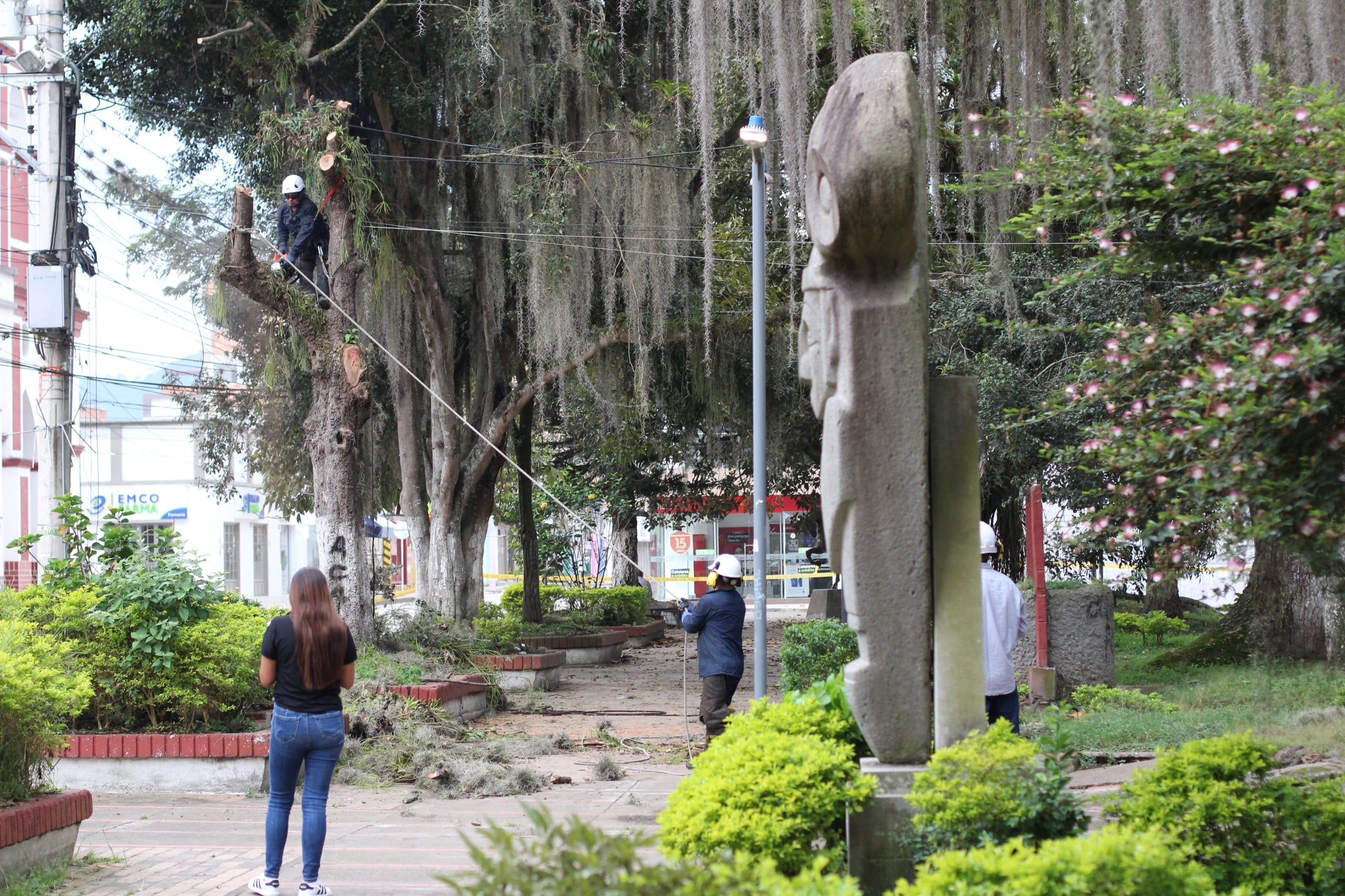 Una intervención controlada del arbolado urbano. Foto Alcaldía Pitalito.