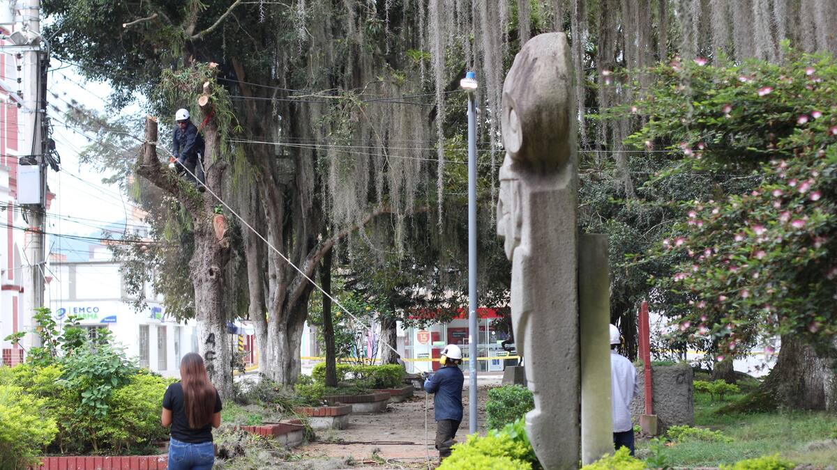 Pitalito fortalece el cuidado ambiental con manejo técnico del arbolado urbano
