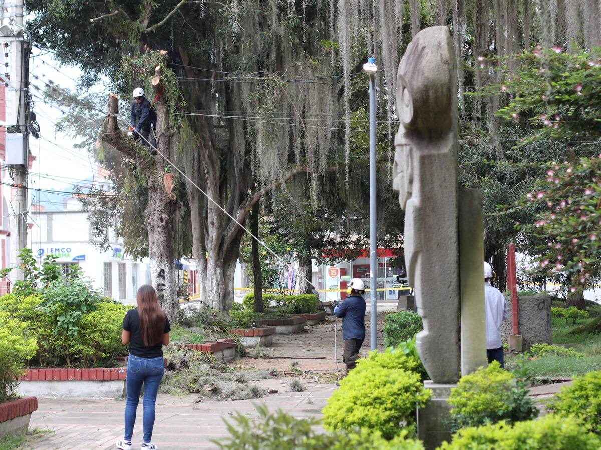 Pitalito fortalece el cuidado ambiental con manejo técnico del arbolado urbano