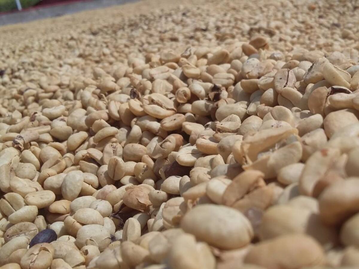 Cafés especiales podrían ser gravados con el IVA