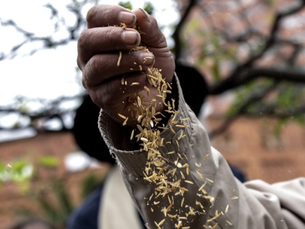 Incrementos en la canasta familiar quebrará a los arroceros del Huila