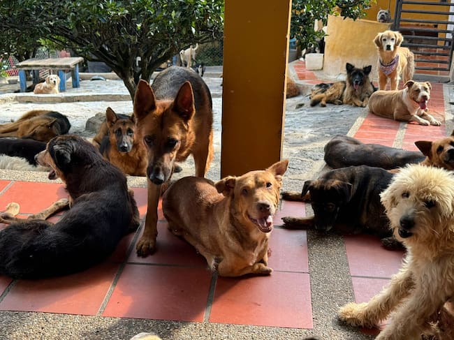 Animales rescatados por fundaciones | Foto: Referencia