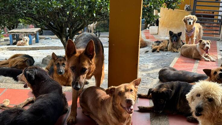 Soluciones W: Gesto Agro donó 2.000 kilos de alimento para animales rescatados