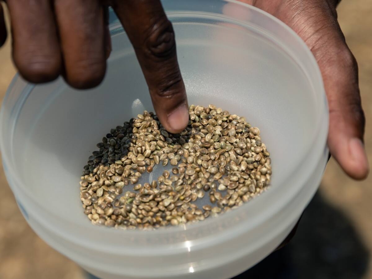 Colombia realizará su primera exportación de semillas de cannabis