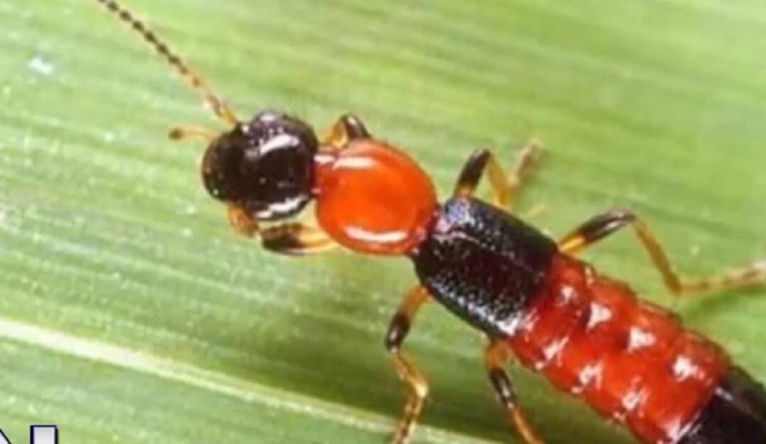 Habitantes en Cúcuta afectados por aparición de hormigas brasileñas