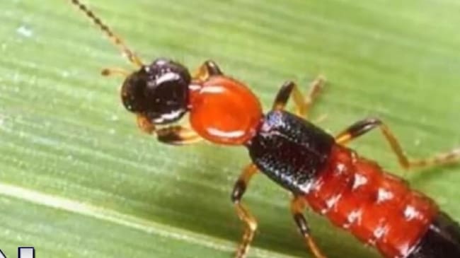 Habitantes en Cúcuta afectados por aparición de hormigas brasileñas