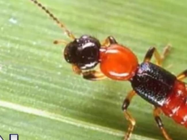 Habitantes en Cúcuta afectados por aparición de hormigas brasileñas