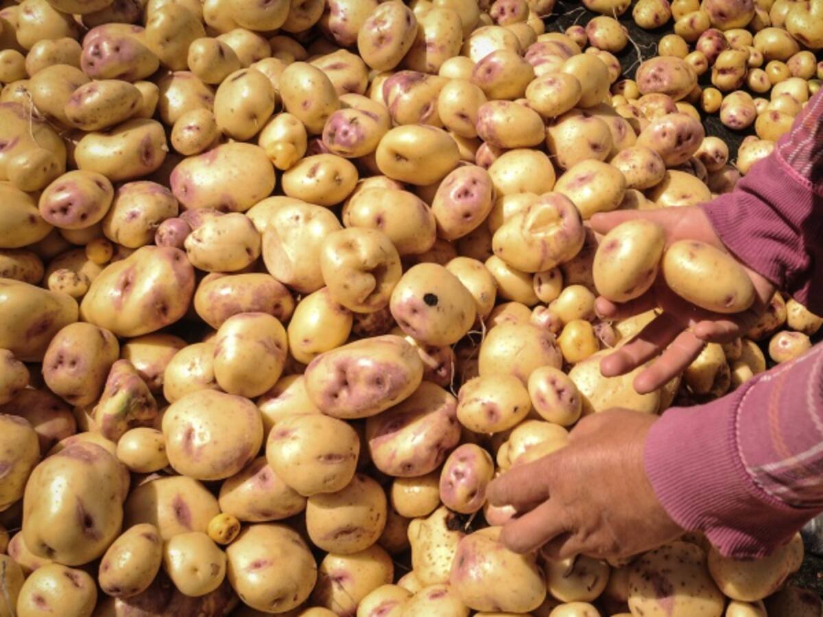 En un 10% cae el precio de la papa por lluvias en Cundinamarca