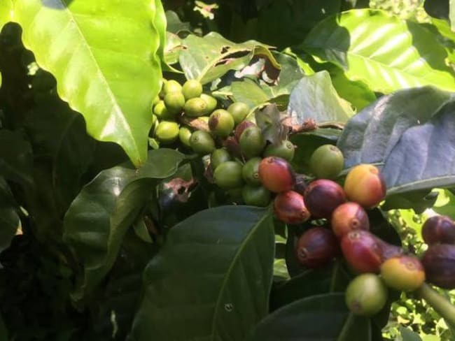 En Antioquia cayó la producción del café en un 30%