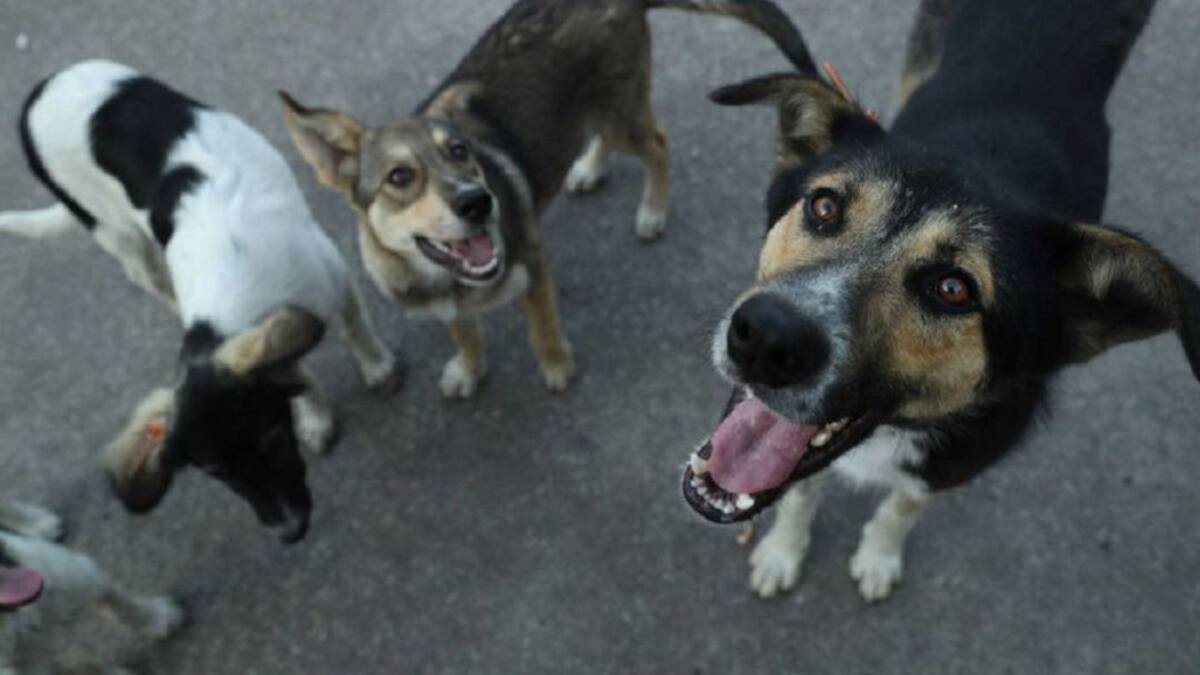 Armenia lleva más de un año sin esterilizaciones de animales