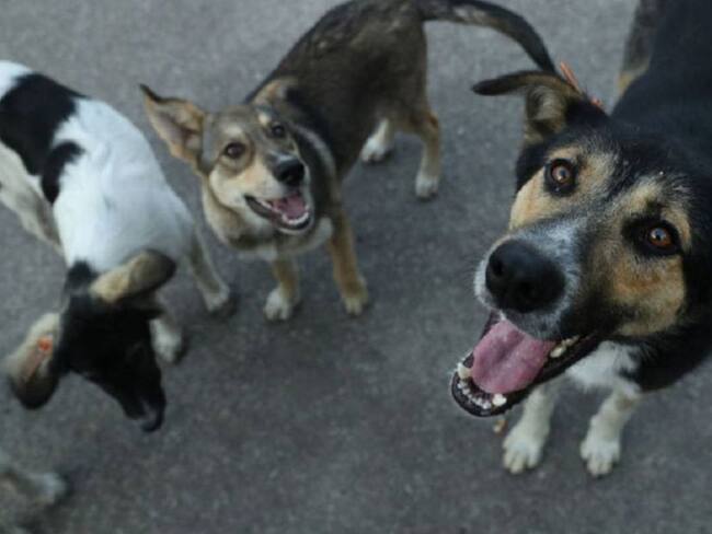 Armenia lleva más de un año sin esterilizaciones de animales