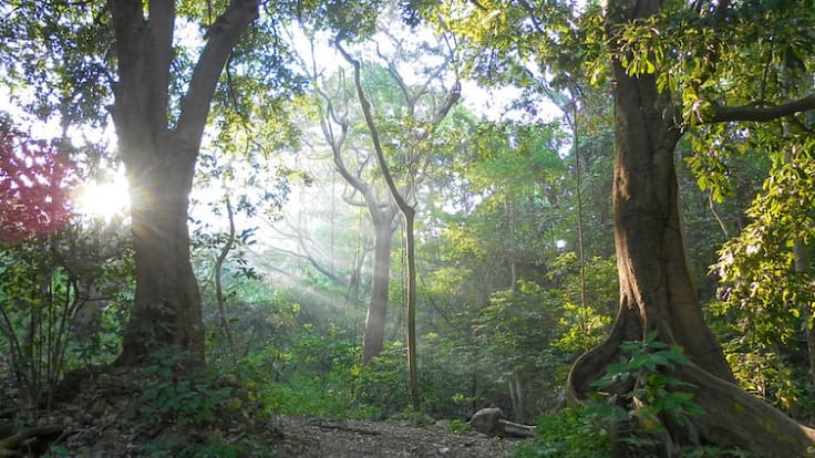 Hoy es el Día Internacional de los Bosques Tropicales