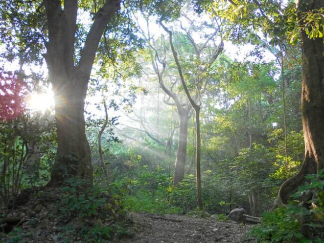 Avanza la recuperación de 680 hectáreas de bosque húmedo tropical