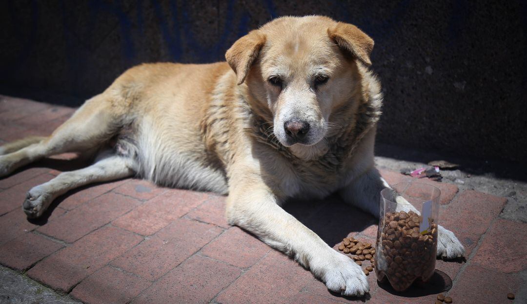 Atención a perros y gatos