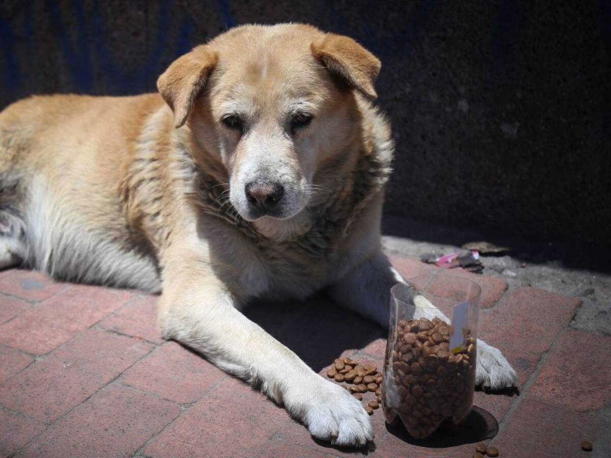 Jornadas de salud para perros y gatos en Cartagena