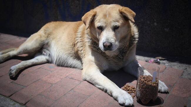 Atención a perros y gatos