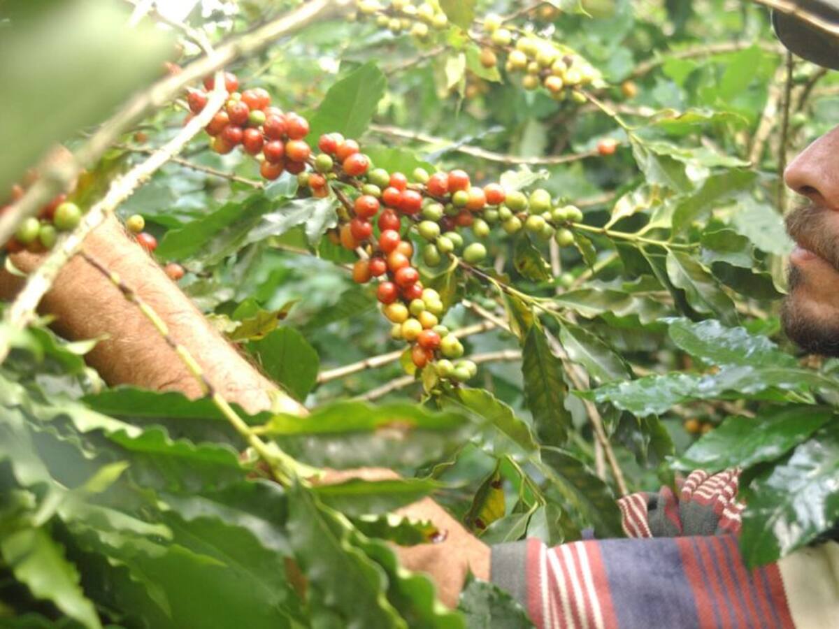 Recolectores de Risaralda tendrán hospedaje si salen positivos de COVID-19