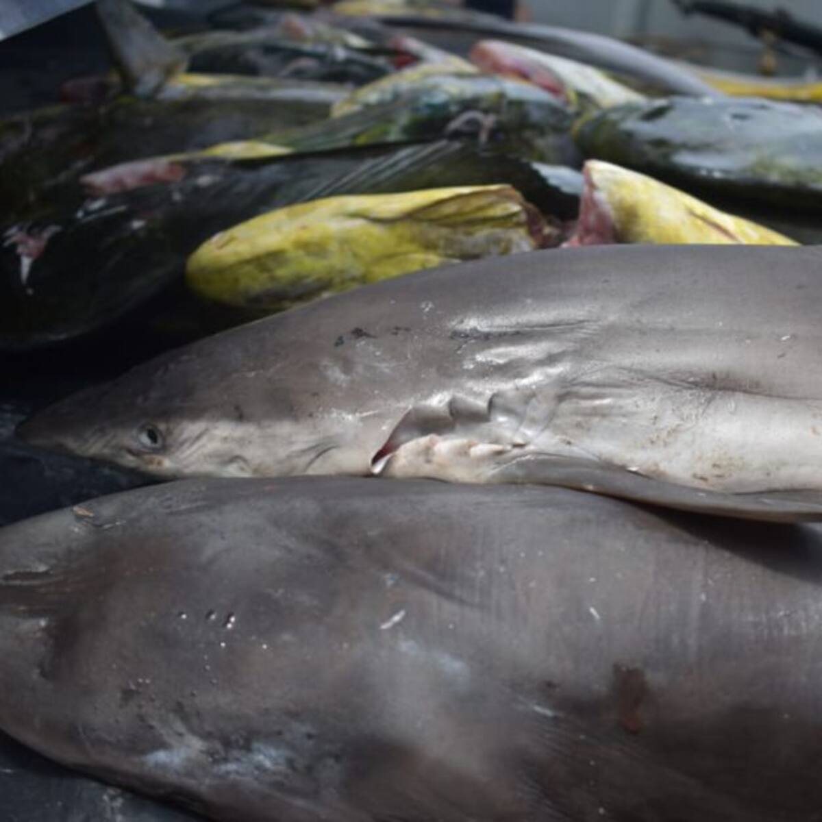 Aprobado en segundo debate proyecto que prohíbe pesca industrial y 'aleteo'