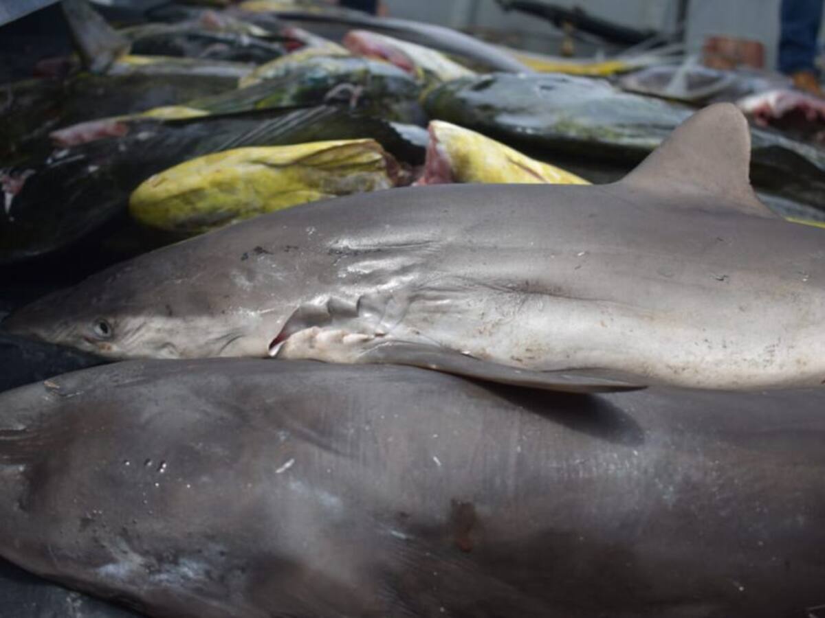 Aprobado en segundo debate proyecto que prohíbe pesca industrial y 'aleteo'