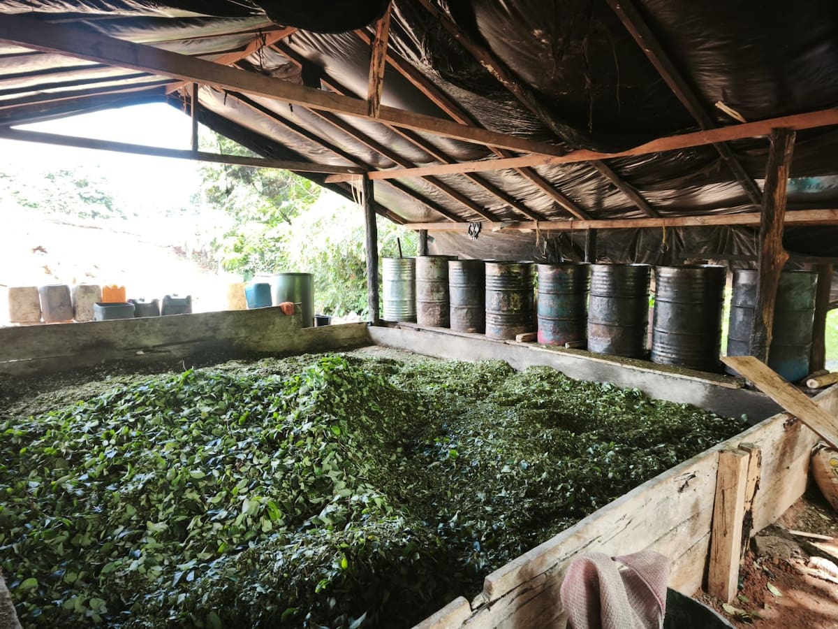 Se destruyen cinco laboratorios pertenecientes al ‘Clan del Golfo’ en el Chocó