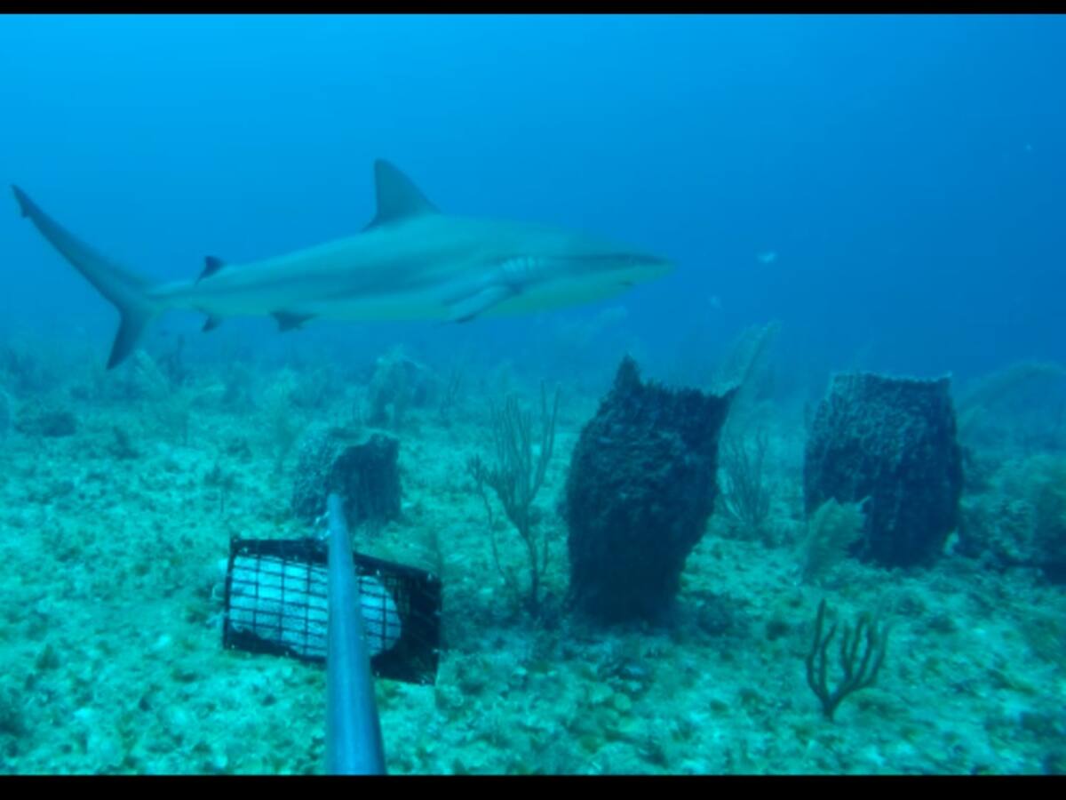 Uno de cada cinco arrecifes ya no tiene tiburones