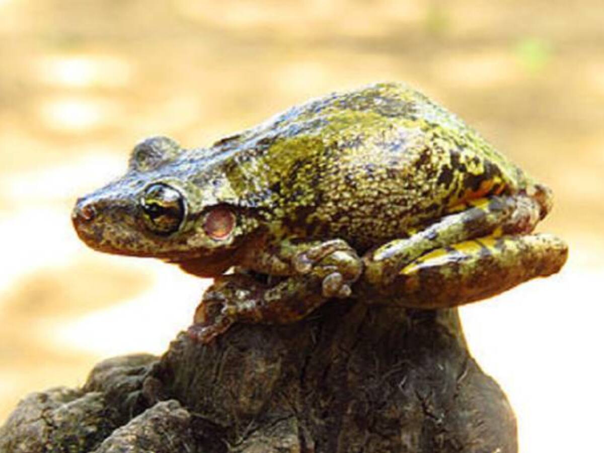 Nueva especie de rana en las selvas tropicales de Colombia