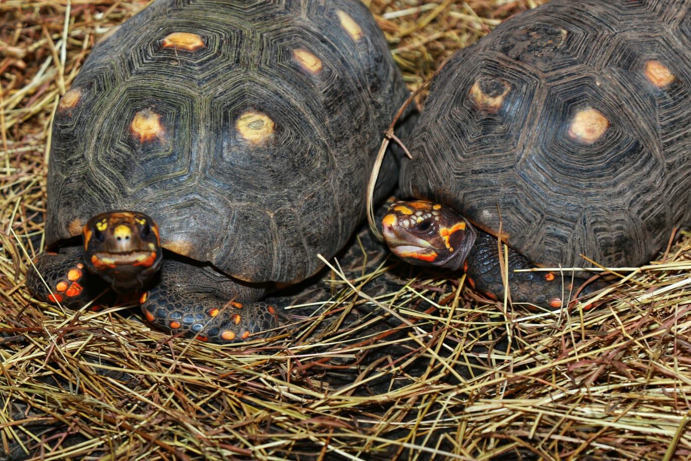 Los animales fueron recuperados mediante operativos de rescate.