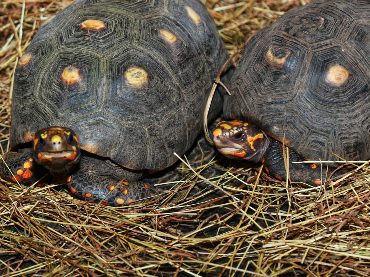 La CAM Huila liberó 47 tortugas morrocoy en el Meta