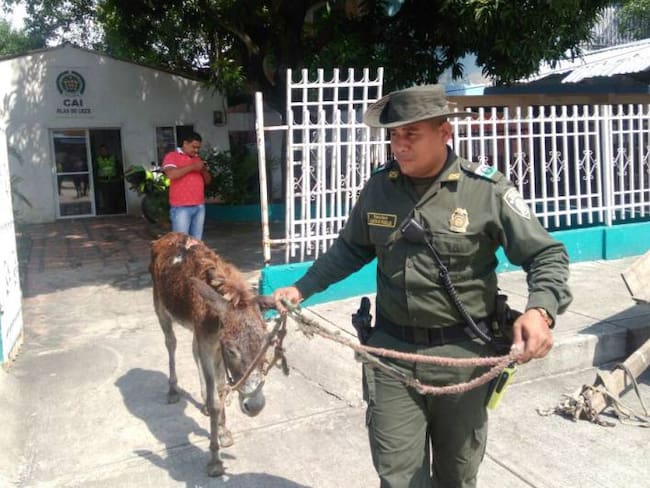 Más de 500 animales rescatados por maltrato o abandono este año en Cartagena