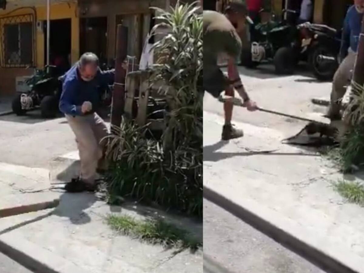 Apaleada mataron a una zarigüeya en La Estrella