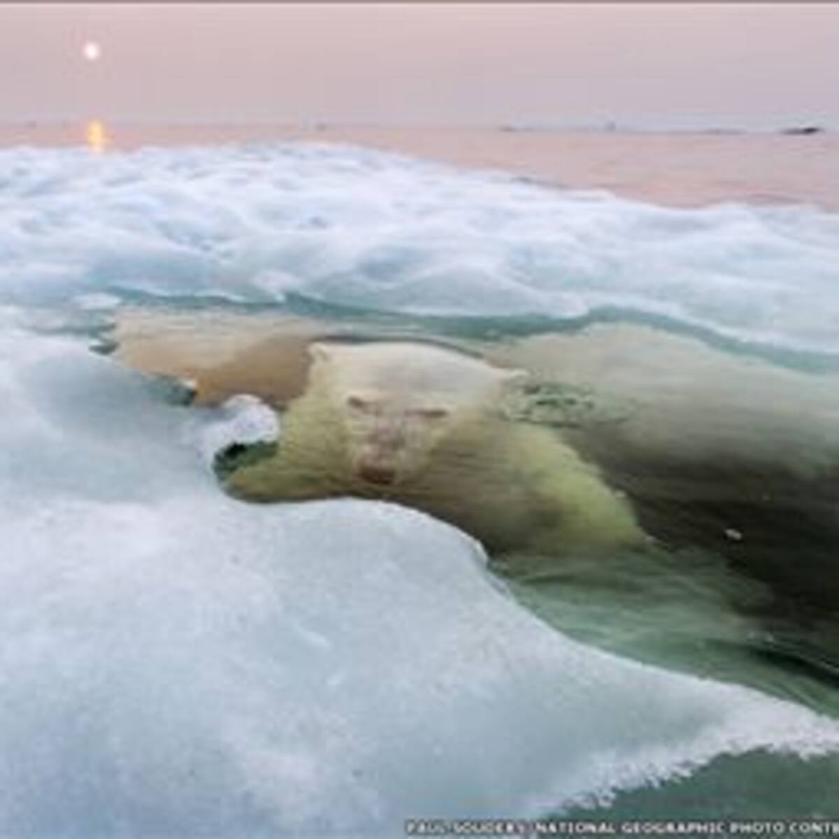 En fotos: las mejores imágenes del concurso de National Geographic