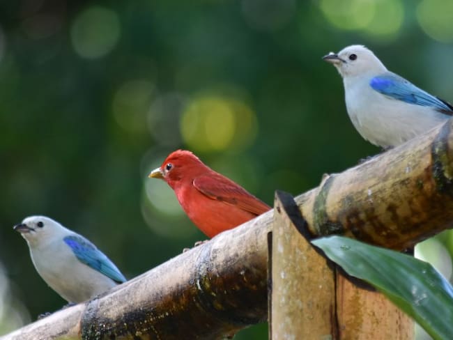 Un año observando aves en toda Colombia