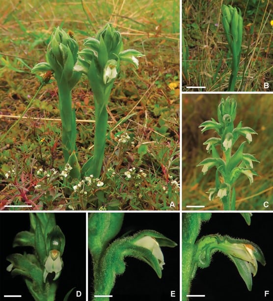 “Orquídea Muisca”, nueva especie en Bogotá. Foto: Jardín Botánico de Bogotá.