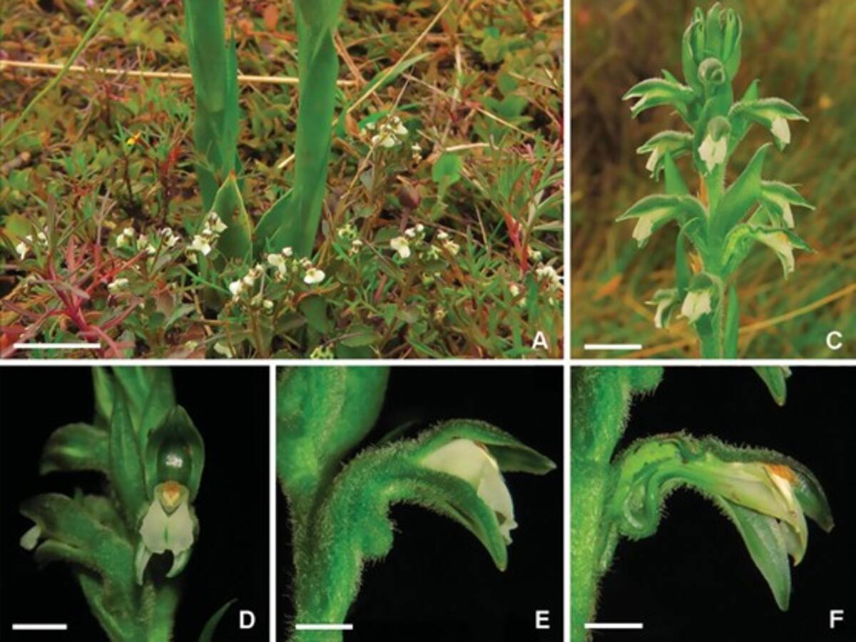 Científicos descubren una nueva y sorprendente especie de orquídea en el sur de Bogotá