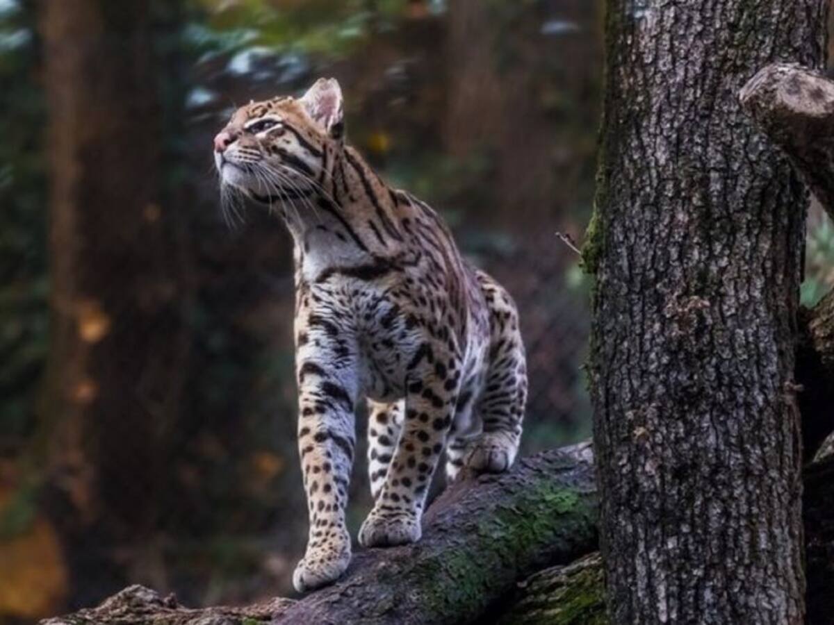 El Tigrillo Lanudo de Tabio